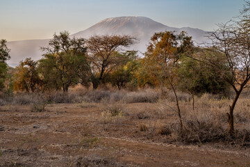 Fototapeta premium Early morning view of Mount Kilamanjaro, as seen from Kenya and Ambroseli National Park
