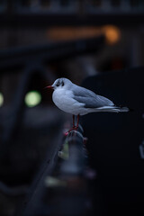 black headed gull