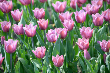 Purple tulips growing on the lawn in the city park