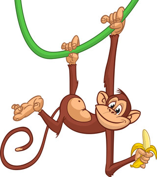 Cartoon funny monkey hanging on liana and eating banana. Vector illustration of happy monkey character design isolated