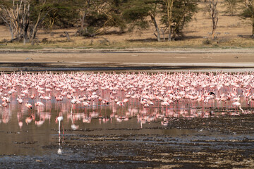 Famous pink flamingos in the water at Lake Nakuru National Park Kenya Africa