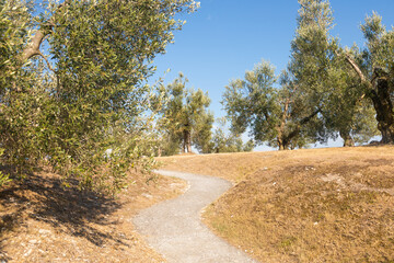 Olive tree cultivation in Italy. Organic outdoor plantation in rural scenery location.