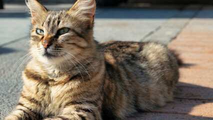 Fototapeta premium An old and healthy tabby cat lies peacefully on the streets of Istanbul and watches the surroundings
