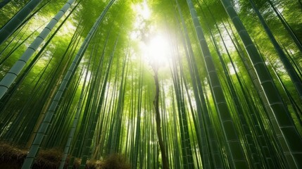 日本の平和な竹林