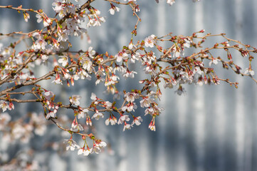 Prunus incisa Kojou-no-mai flowering early spring ornamental tree, beautiful small bright white flowers in bloom on branch
