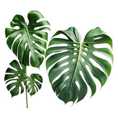 Monstera plant with multiple leafs on white background