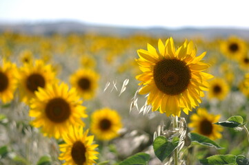 GIRASOLI FIORI