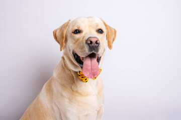 Labrador retriever is amazing dog. Studio shot