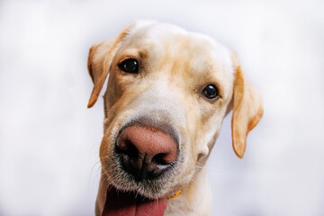 Labrador retriever is amazing dog. Studio shot