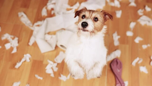 Funny, active naughty dog begging after biting, chewing a toilet paper at home. Dog mischief, puppy training or separation anxiety.