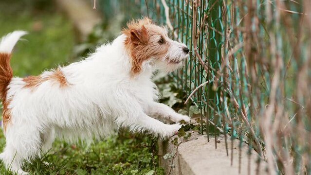Happy noisy active funny dog wagging her tail and barking behind the fence at home. Separation anxiety.