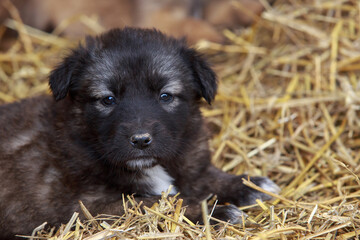 Puppy breed Alabai