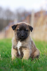 Puppy breed Alabai