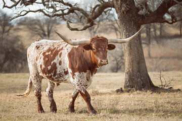 Texas Longhorn in the winter pasture