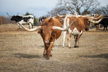 Texas longhorn cattle grazing on the winter pasture