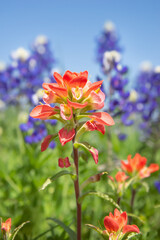 Close-up of Indian Paintbrush wildflower. Texas bluebonnets in the background against blue sky.