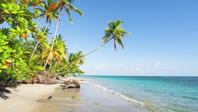 Bright coconut palms on the wide coast of the Caribbean Sea. Clear blue ocean and idyllic white sand beach. Tourist resort of the Dominican Republic. Sunny vacation on the beach of paradise island.