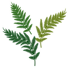 Green fern, great design for any purposes. Vector illustration.