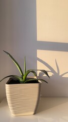 aloe flower in a pot the shadow of a flower on the wall