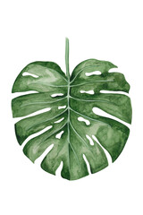 Tropical leaves. Botanical watercolor illustrations. Monstera leaf isolated on white background . Beautiful illustration for books, textiles, packaging, curtains, postcards, Wallpaper