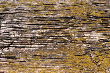 old wooden board with moss background texture