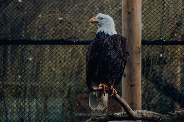 Weißkopfseeadler sitzt auf einem Ast in einem Gehäge