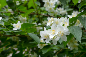 Obraz na płótnie Canvas spring bloom. tree branch with white flowers
