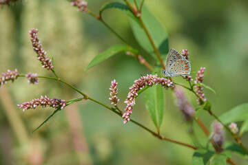 Natura, Naturel, Doğa, Butterfly, fly, Green.