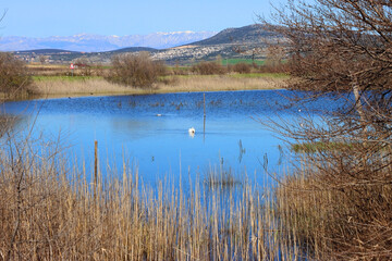 Swan in beautiful Lake Vrana, Croatia.
