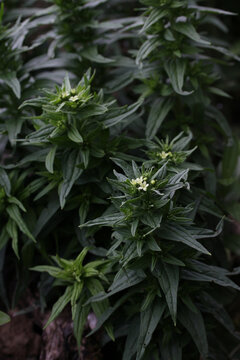 Vertical picture of the common gromwell - Lithospermum officinale in botanical garden, Lithuania nature