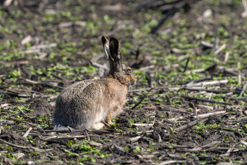 Naklejka na ściany i meble A European hare sits on a spring agricultural field with the remains of last year's harvest in search of food close-up