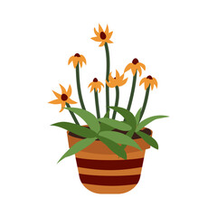Spring flowers. Rudbeckia in a pot. Yellow flowering plant. Botanical theme. Beautiful summer garden flowers. Herbaceous annual plant. Flat style vector illustration of Rudbeckia. White isolated bg.