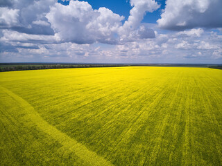 Obraz premium Landscape view from drone, Bright yellow field with rapeseed flowers. Blue sky with white clouds.
