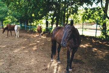 Horses in paddock on sunny day