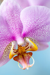 PHALAENOPSIS ORCHID