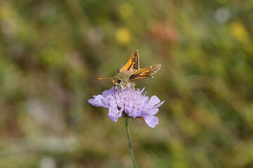 Silver-spotted Skipper Nectaring on scabious.