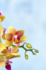 PHALAENOPSIS ORCHID