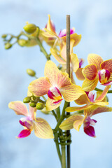 PHALAENOPSIS ORCHID