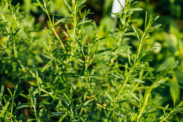 Obraz premium Beautiful blooming herbal garden with rosemary. Garden of herbal and medicinal plants. High quality photo