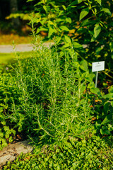 Beautiful blooming herbal garden with rosemary. Garden of herbal and medicinal plants. High quality photo