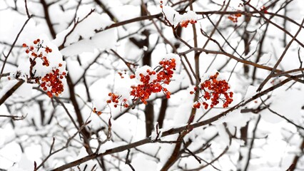ナナカマドの実（北海道大学　DSC25007）