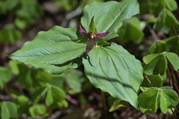 Trillium Flower