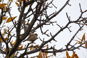 True sparrow is on a bare tree branch, close-up natural photo