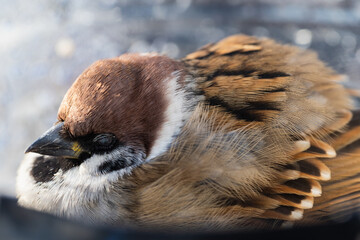 A ruffled true sparrow slumbers in the rays of the sun, close-up