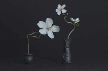 a black opaque vase stands on a dark background. in a vase, a winding stem of a flower. white flower with five petals at the very top. pistils and stamens are visible.