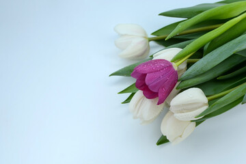 Bouquet of white and purple tulips on a light background. Mother's day, Valentine's day, birthday celebration concept. Postcard. Copy space for text, top view