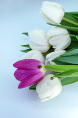 Bouquet of white and purple tulips on a light background. Mother's day, Valentine's day, birthday celebration concept. Postcard. Copy space for text, top view