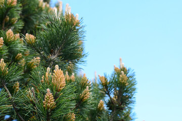 pine branch with young cones against the background of needles close-up. natural background