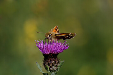 Silver-spotted Skipper nectaring on Knapweed.