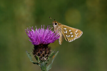 Silver-spotted Skipper nectaring on Knapweed.